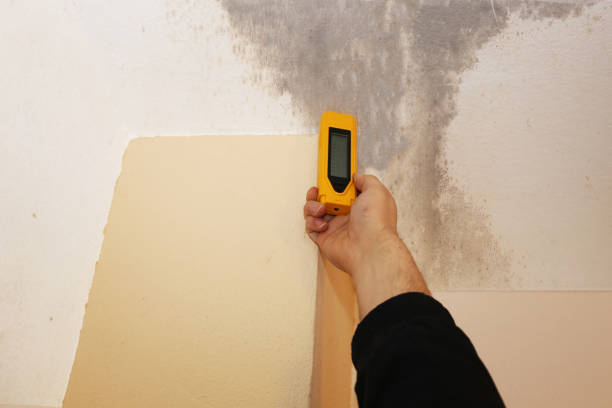 Mold Odor Removal Services in Shell Valley, ND