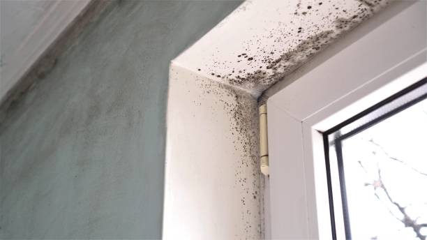 Best Black Mold Removal  in Shell Valley, ND