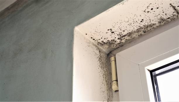 Best Mold Damage Restoration  in Shell Valley, ND