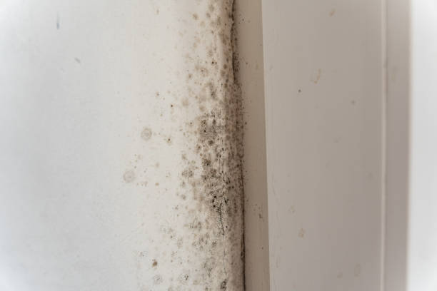 Best Environmental Consulting for Mold Prevention  in Shell Valley, ND